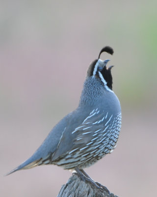 California Quail