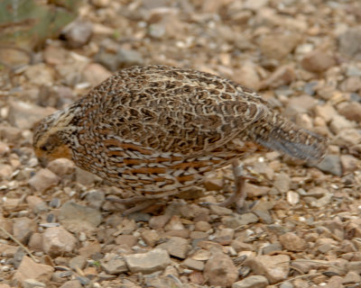 Masked Bobwhite Quail