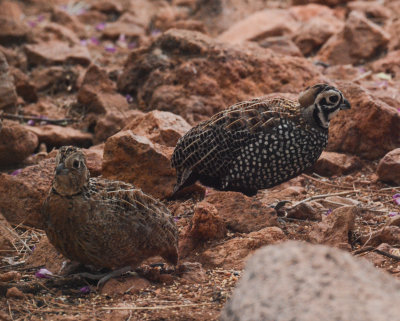 Montezuma Quail