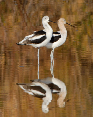 American Avocet