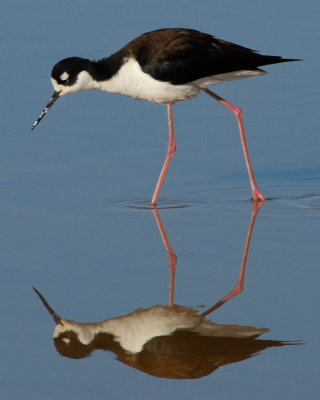 Black-necked Stilt