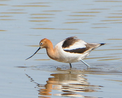 American Avocet