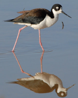 Black-necked Stilt