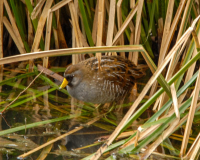 Sora