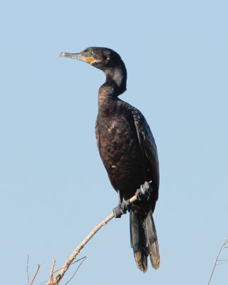 Double-crested Cormorant