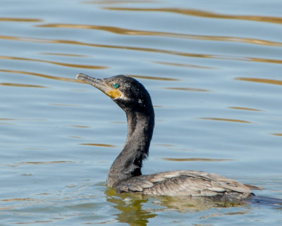 Double-crested Cormorant