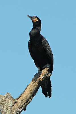 Neotropic Cormorant