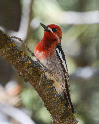 Red-breasted Sapsucker