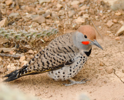 Gilded Flicker