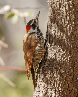 Arizona Woodpecker