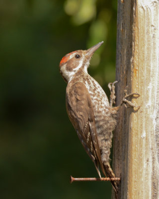 Arizona Woodpecker