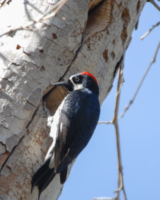 Acorn Woodpecker