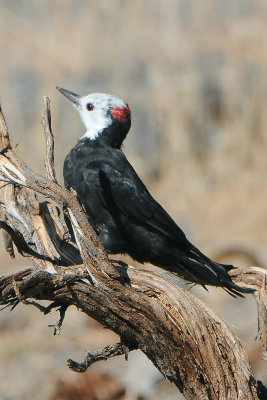 White-headed Woodpecker