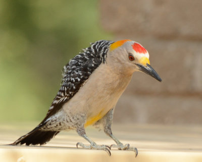 Golden-fronted Woodpecker