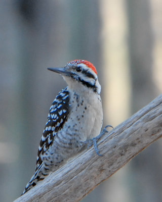 Ladder-backed Woodpecker