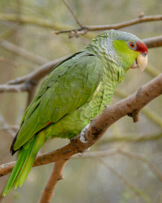 Lilac-crowned Parrot