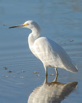Snowy Egret