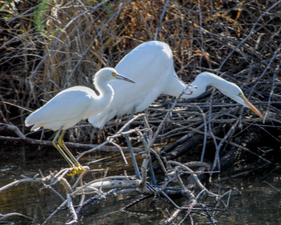 Snowy Egret