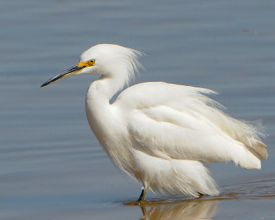 Snowy Egret