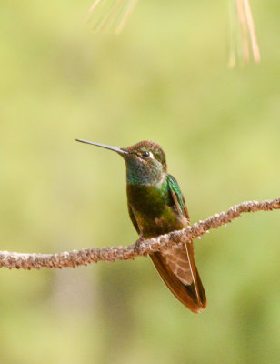 Rivoli's Hummingbird