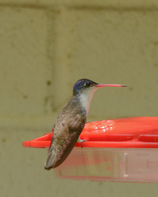 Violet-crowned Hummingbird