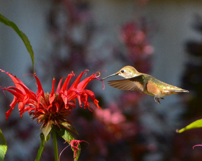 Rufous Hummingbird