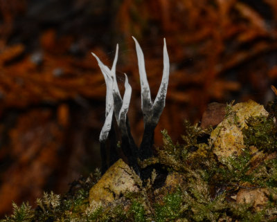 Xylaria hypoxylon