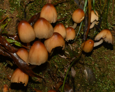 Coprinellus  micaceus