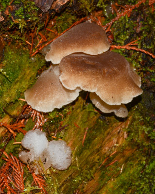 Pseudohydnum gelatinosum