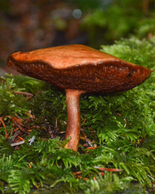 Chalciporus piperatus