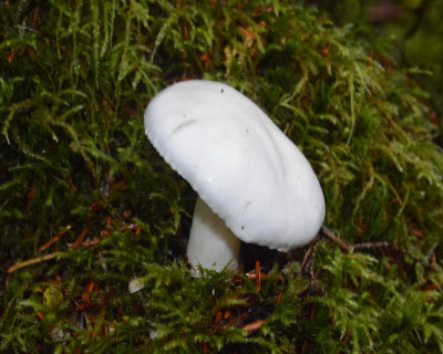 Hygrophorus piceae