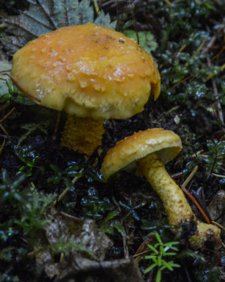 Pholiota flammans