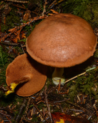 Chalciporus piperatus