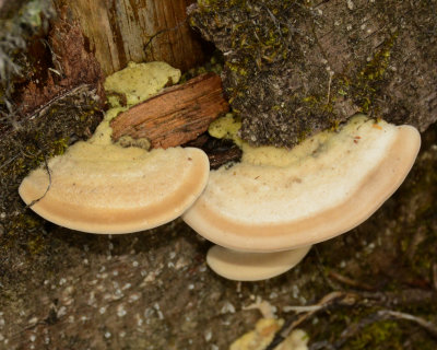 Trametes hirsuta