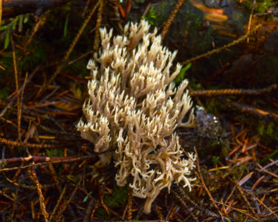 Clavulina coralloides