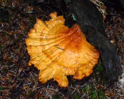 Laetiporus conifericola