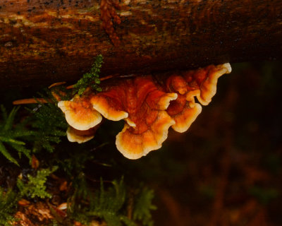 Laetiporus conifericola