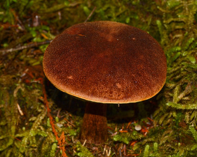 Aureoboletus mirabilis