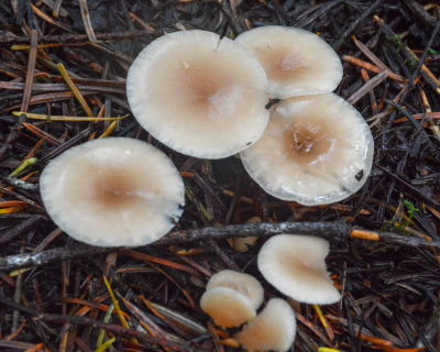 Clitocybe fragrans