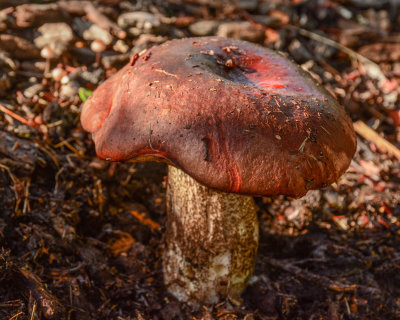 Leccinum manzanitae