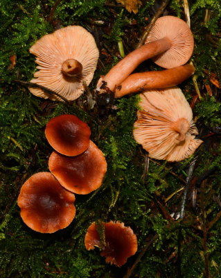 Lactarius rubidus