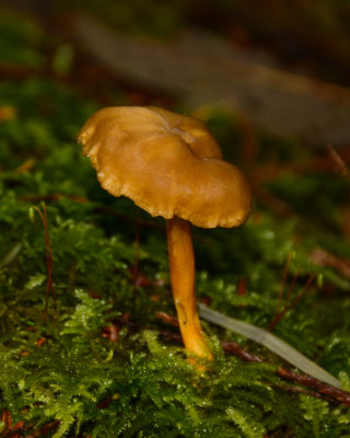 Craterelllus tubaeformis