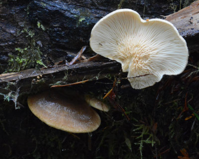 Crepidotus mollis