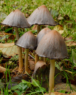 Coprinopsis atramentaria