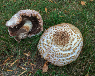 Agaricus augustus