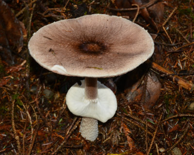 Agaricus subrutilescens