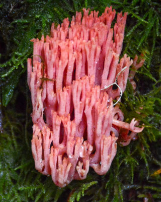 Ramaria araispora