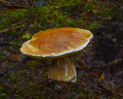 King Bolete