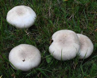 Agaricus campestris