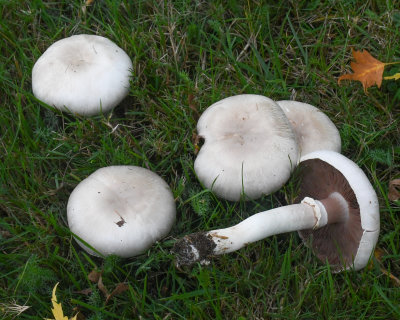 Agaricus campestris